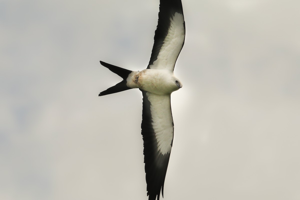 Swallow-tailed Kite - ML254392211