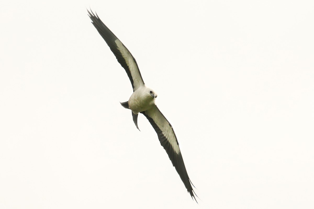 Swallow-tailed Kite - ML254392221