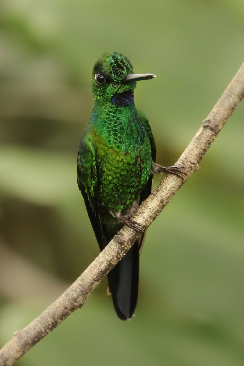 Green-crowned Brilliant - ML254392321