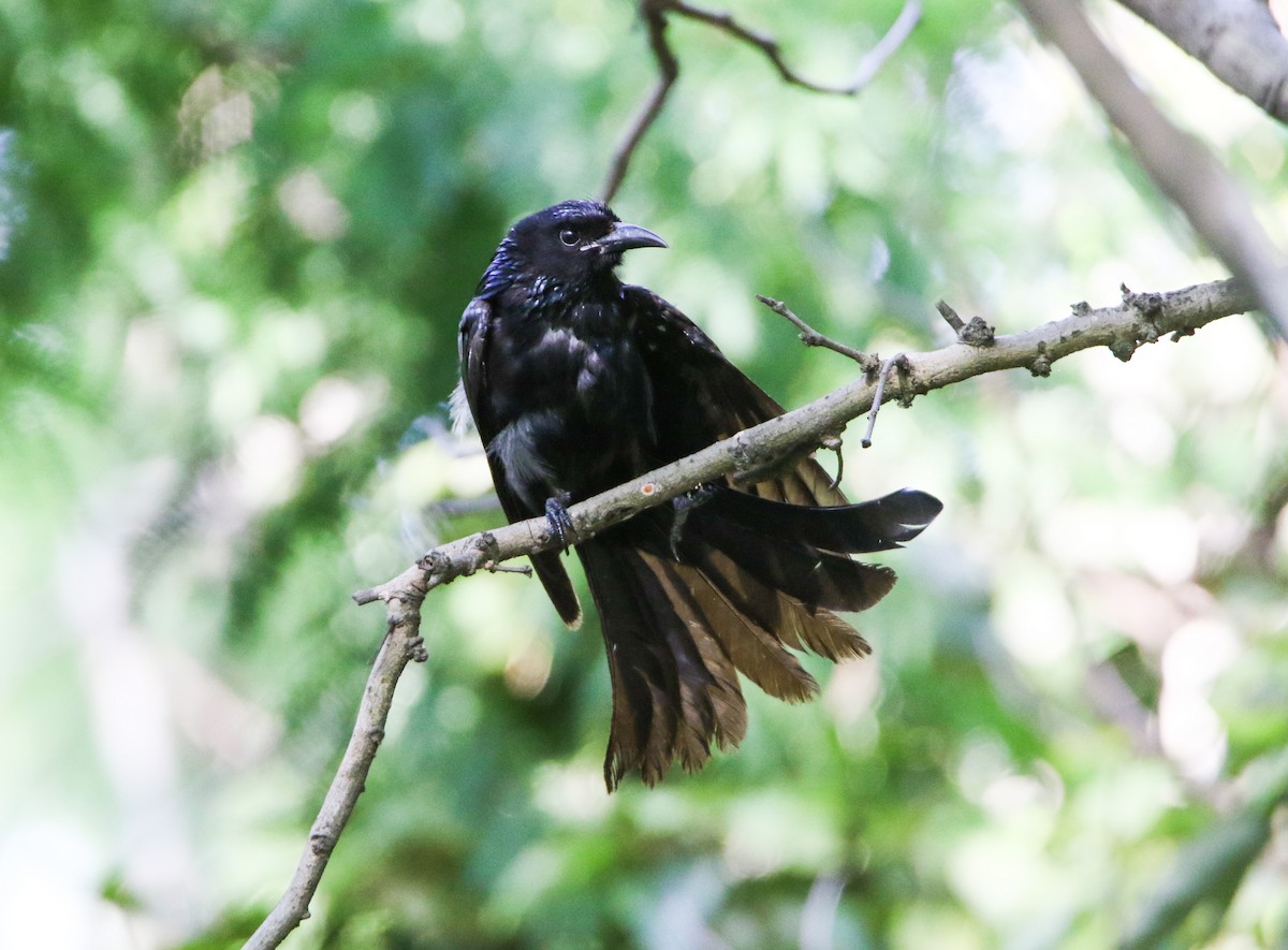 Hair-crested Drongo - ML254392661