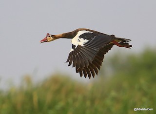 Spur-winged Goose, ML254392991
