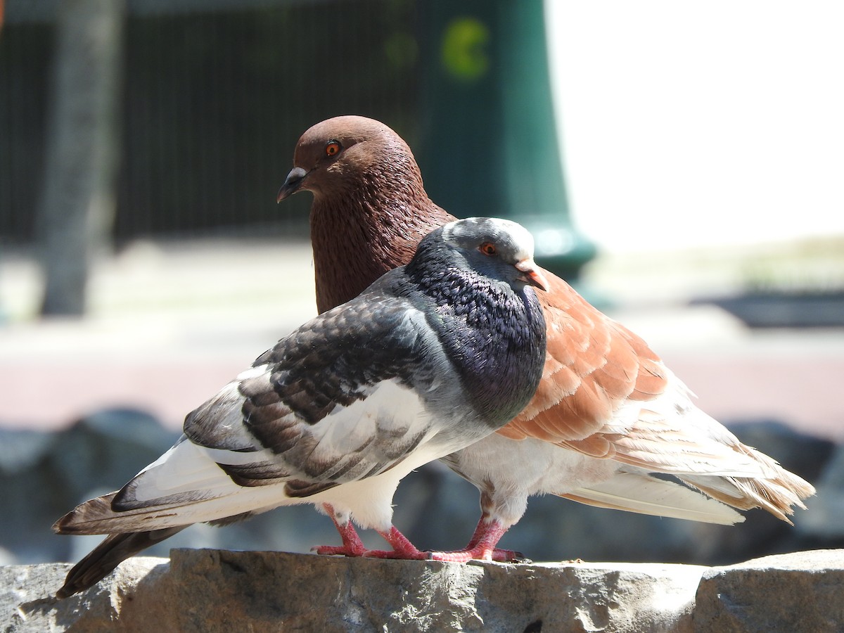 Rock Pigeon (Feral Pigeon) - France Desbiens