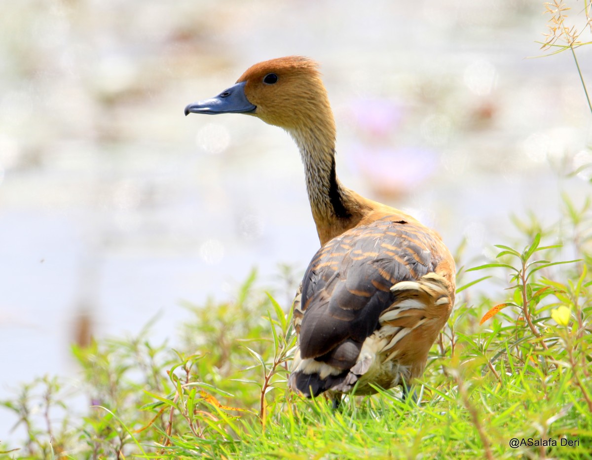 Fulvous Whistling-Duck - ML254395291