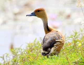 Fulvous Whistling-Duck, ML254395291