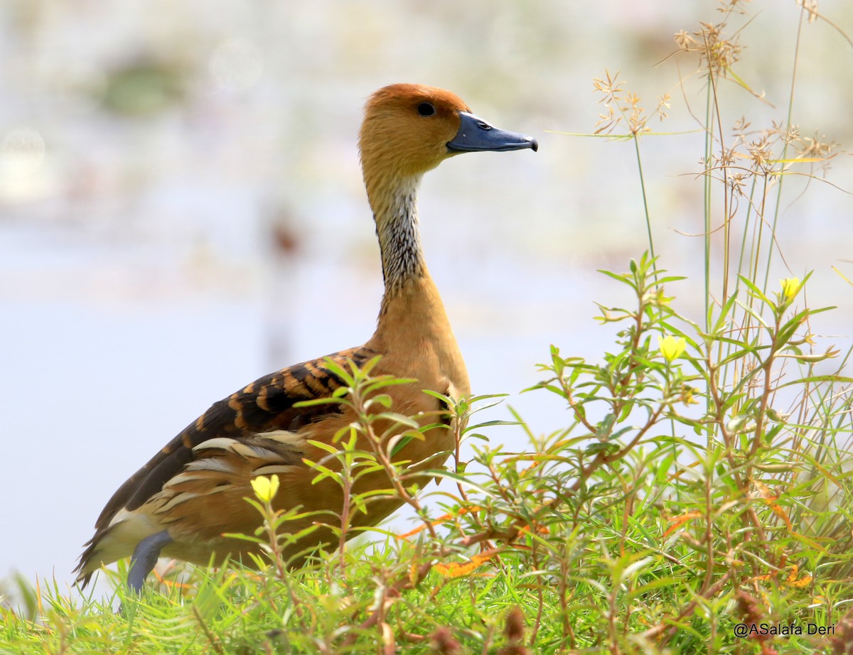 Fulvous Whistling-Duck - ML254395311