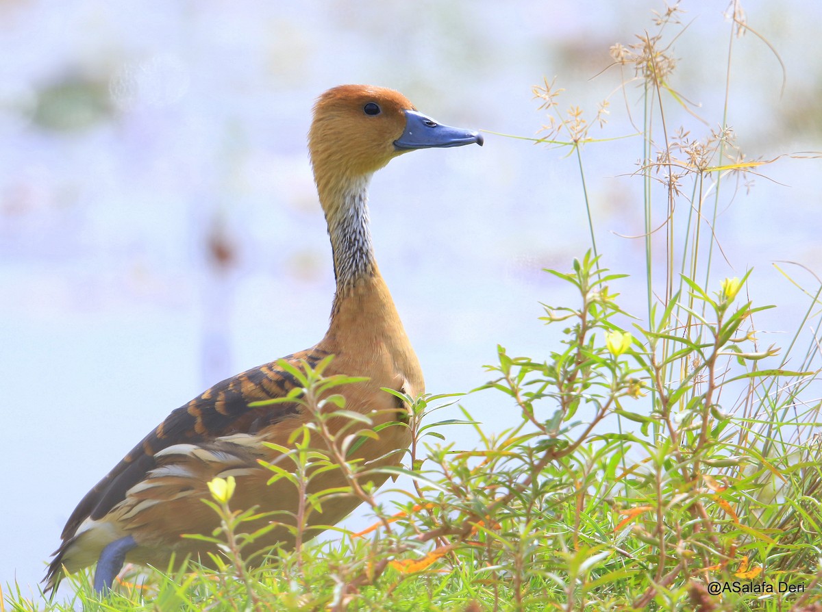 Fulvous Whistling-Duck - ML254395331