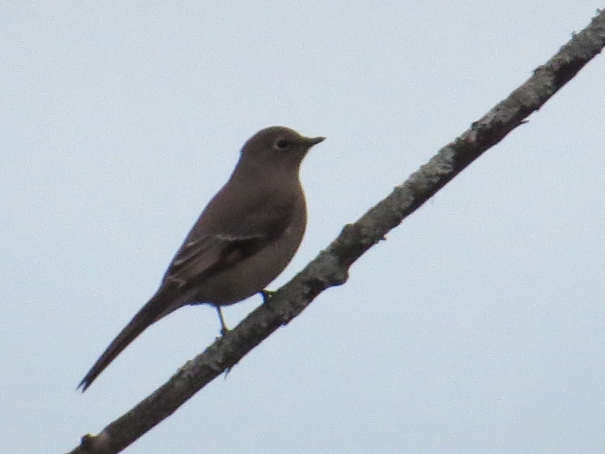 Townsend's Solitaire - ML25439631