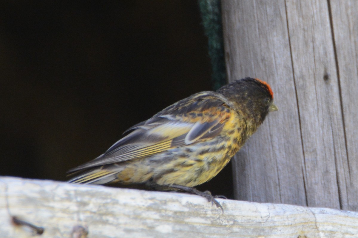 Fire-fronted Serin - ML254396701