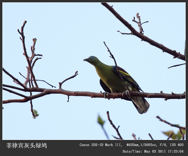 Philippine Green-Pigeon - Qiang Zeng