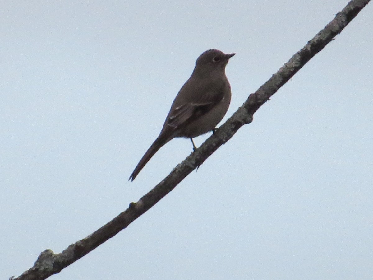 Townsend's Solitaire - ML25439721
