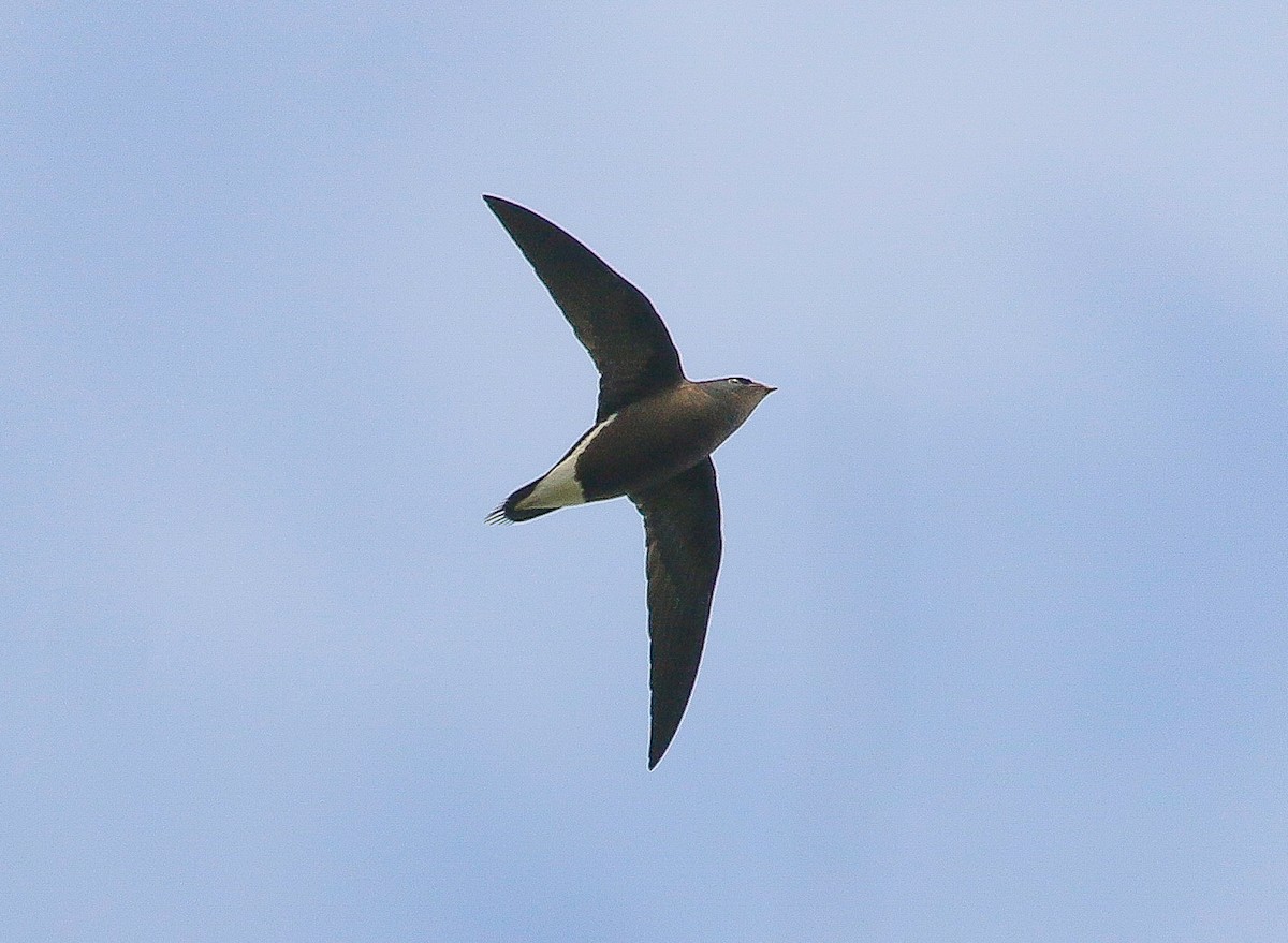 Brown-backed Needletail - Neoh Hor Kee