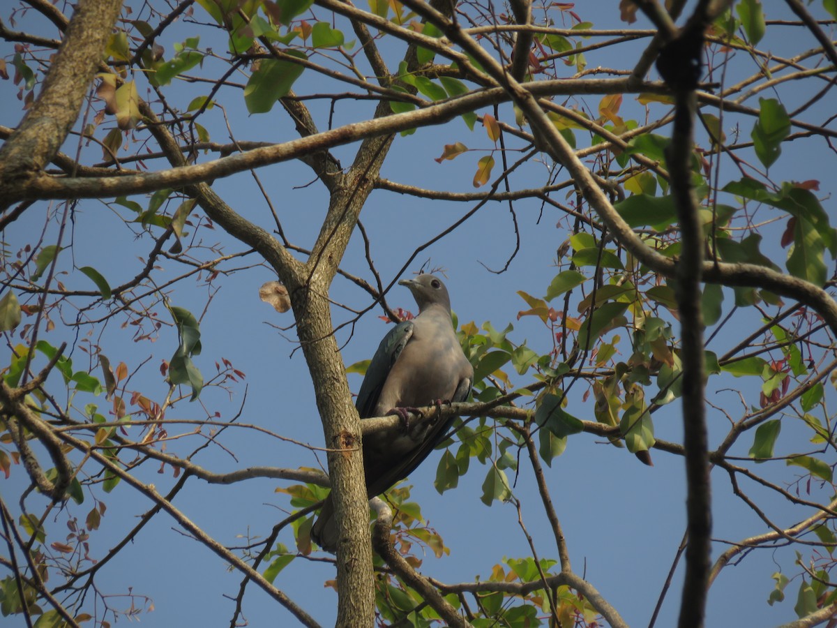 Green Imperial-Pigeon - George Kuriakose  Basil