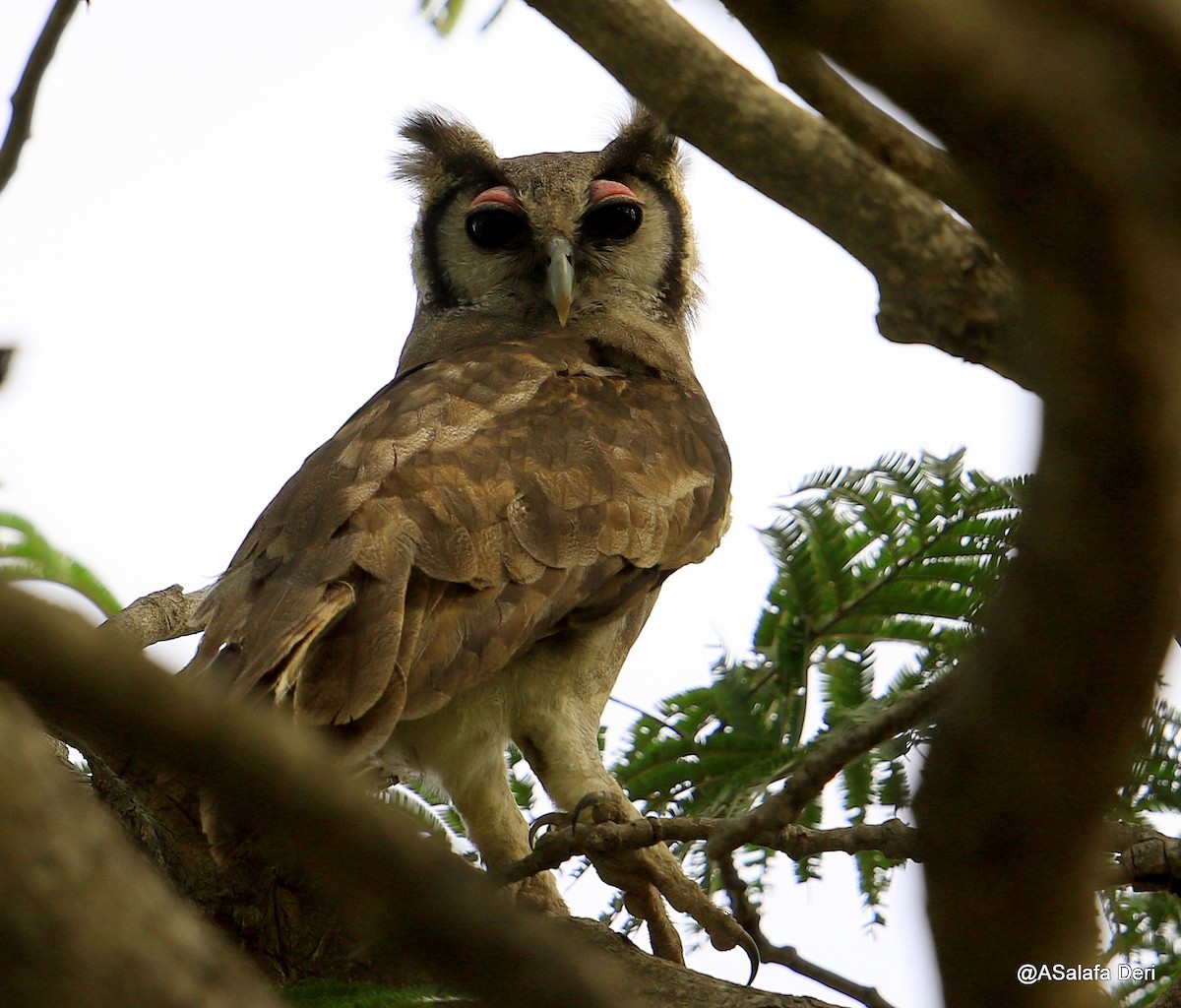 Verreaux's Eagle-Owl - Fanis Theofanopoulos (ASalafa Deri)