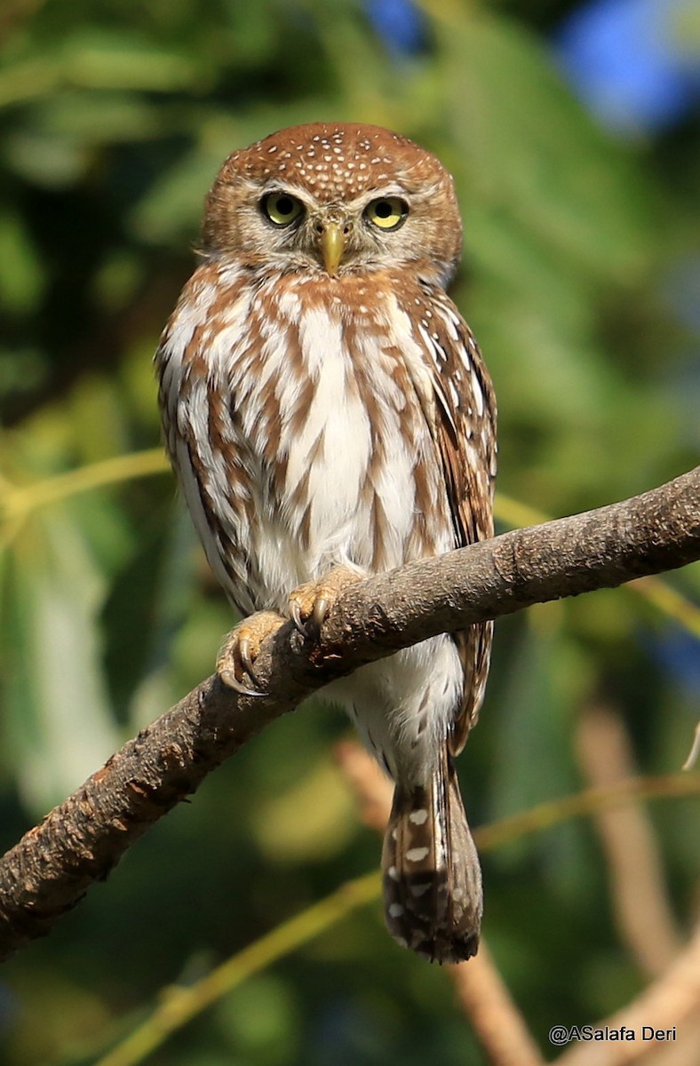 Pearl-spotted Owlet - Fanis Theofanopoulos (ASalafa Deri)