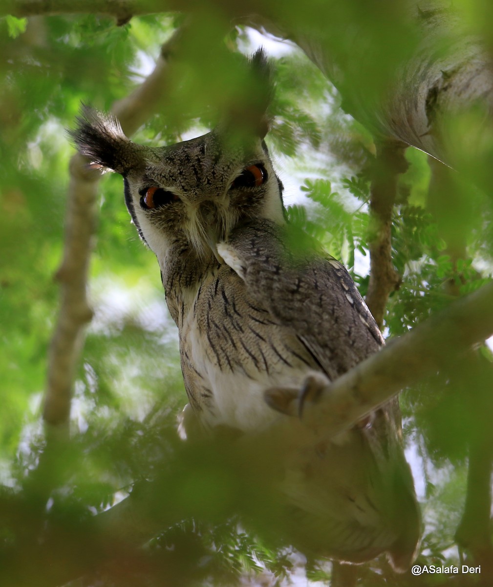 Northern White-faced Owl - ML254402131
