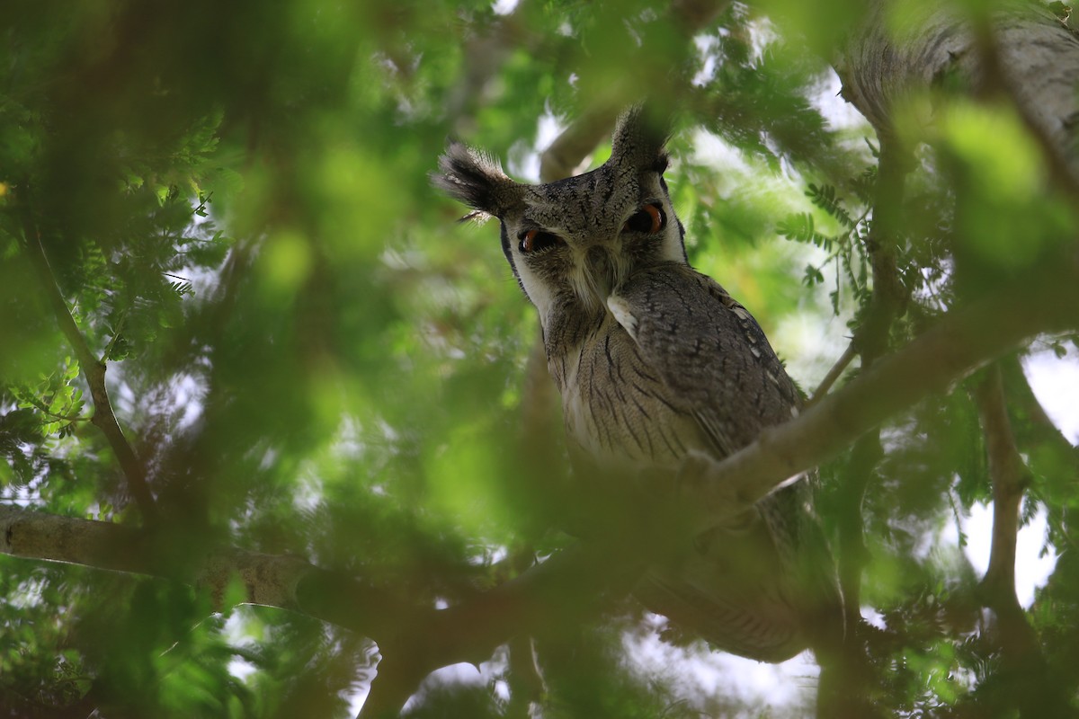 Northern White-faced Owl - ML254402151