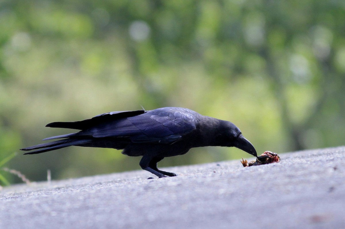 Large-billed Crow - Ting-Wei (廷維) HUNG (洪)