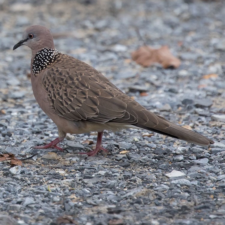 Spotted Dove - ML254404541