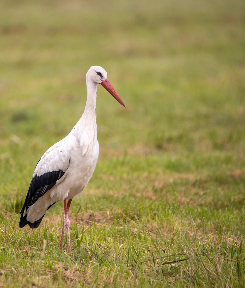 White Stork - Stuart Turner