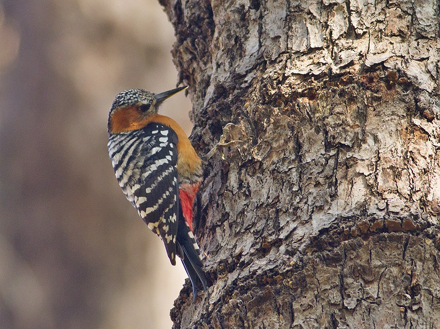 Rufous-bellied Woodpecker - Peter Ericsson