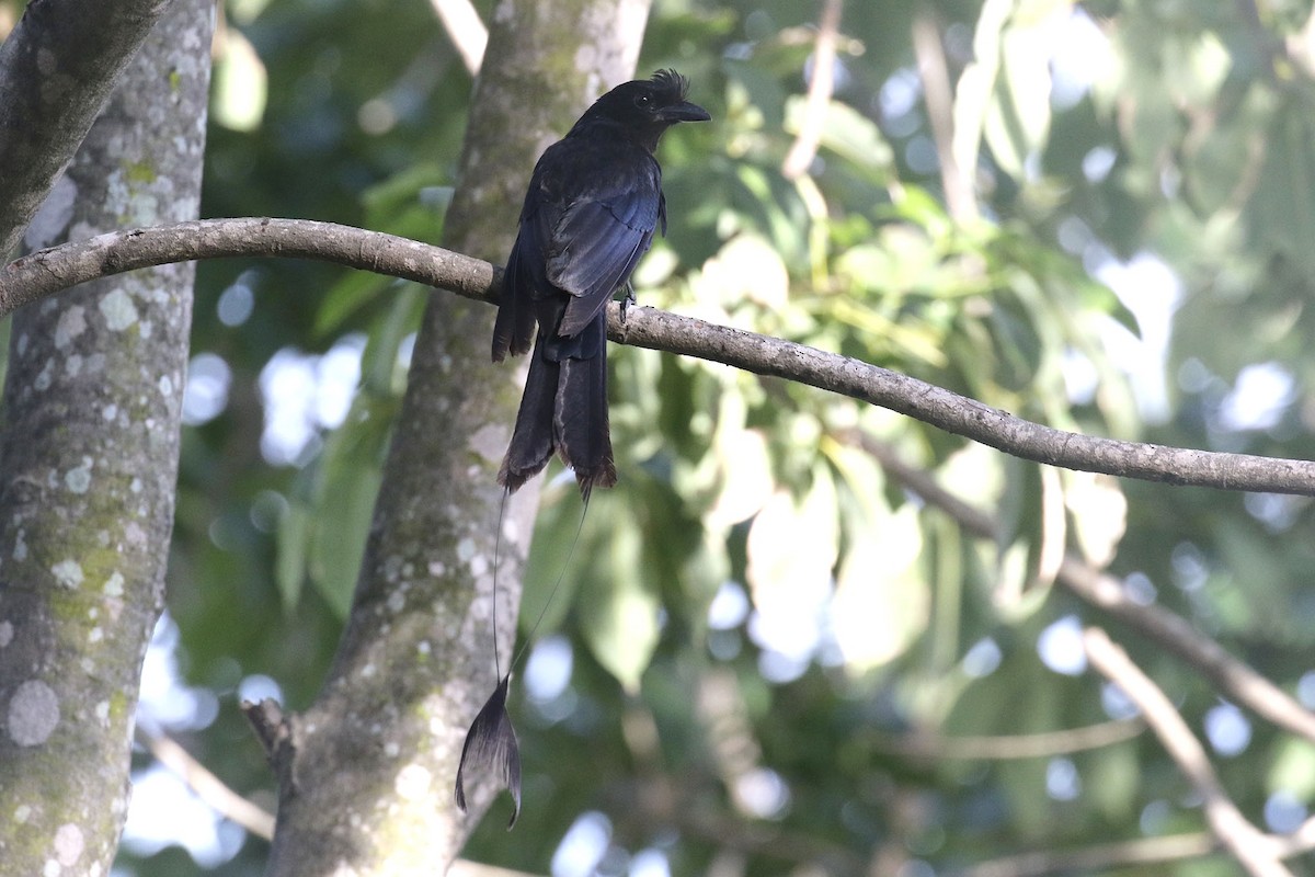 Greater Racket-tailed Drongo - Jens Toettrup