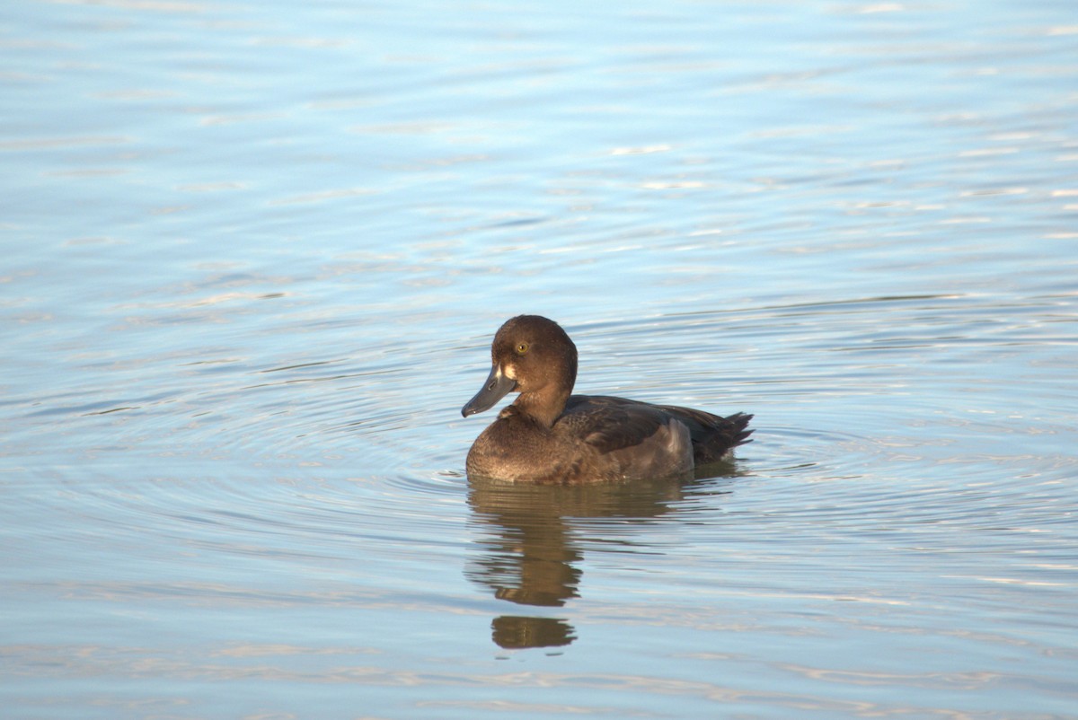 Tufted Duck - ML254412821