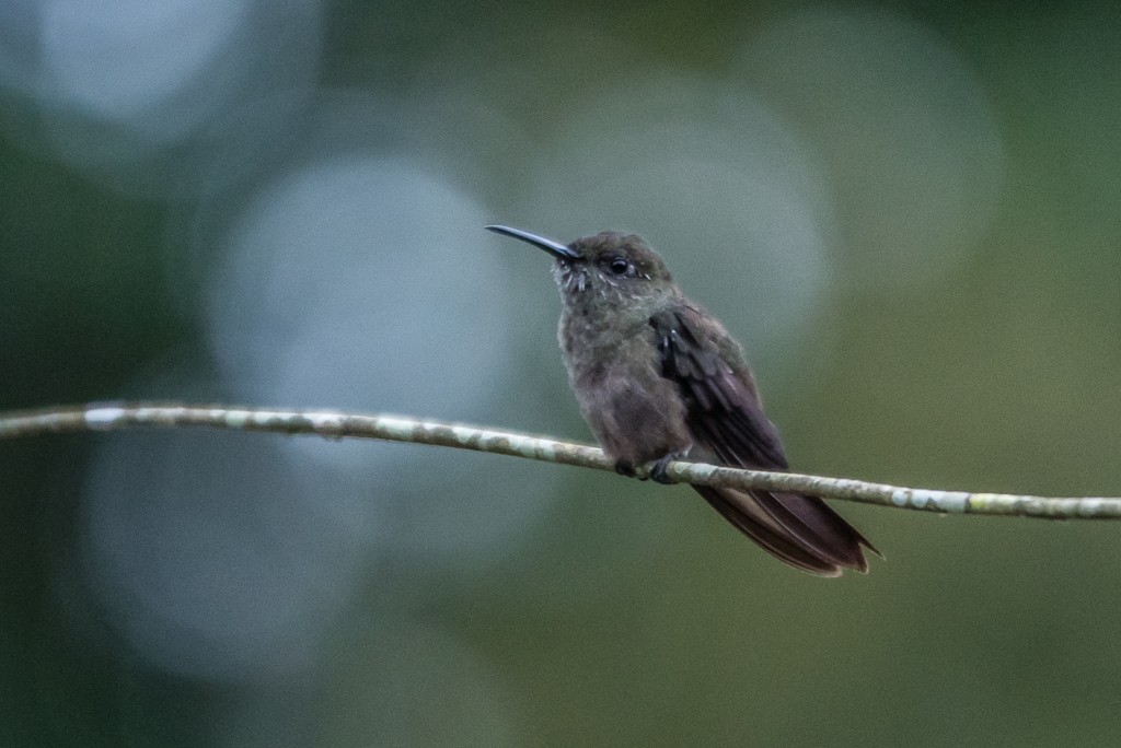 Sombre Hummingbird - ML25441331