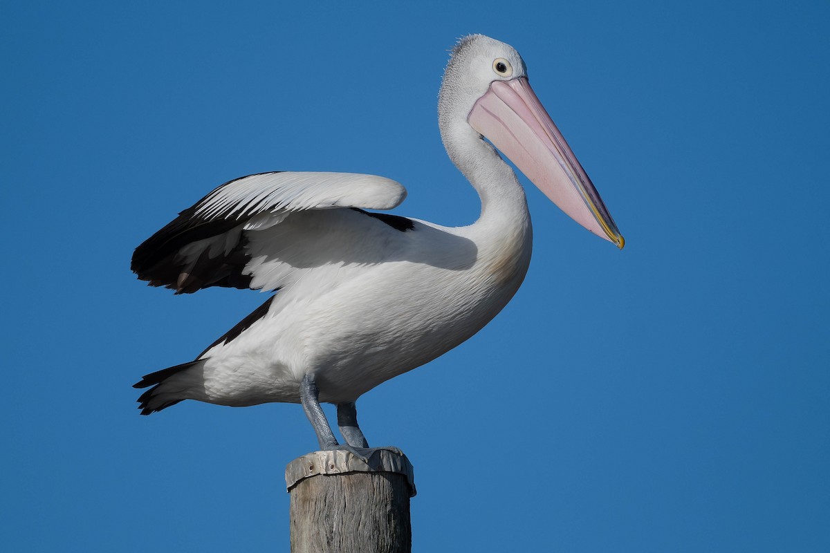 pelikán australský - ML254418431