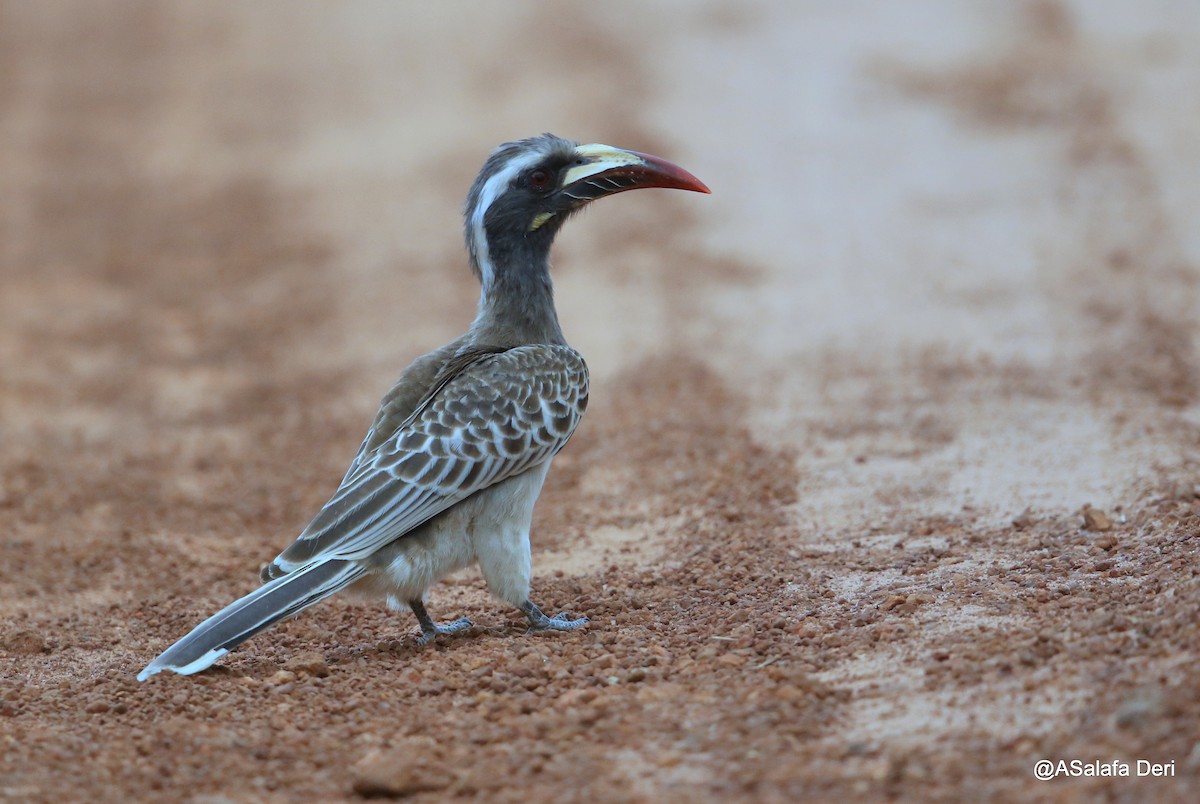African Gray Hornbill - Fanis Theofanopoulos (ASalafa Deri)