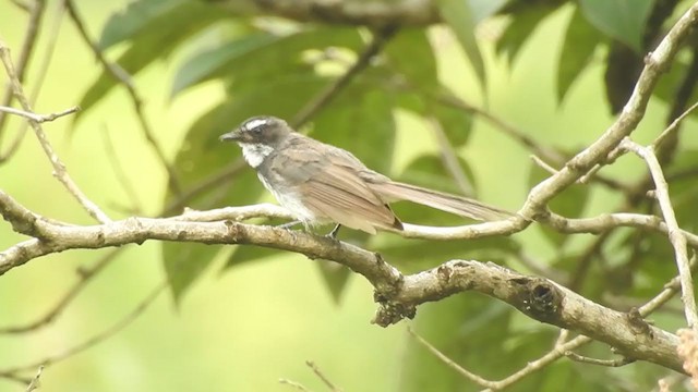 Spot-breasted Fantail - ML254421861