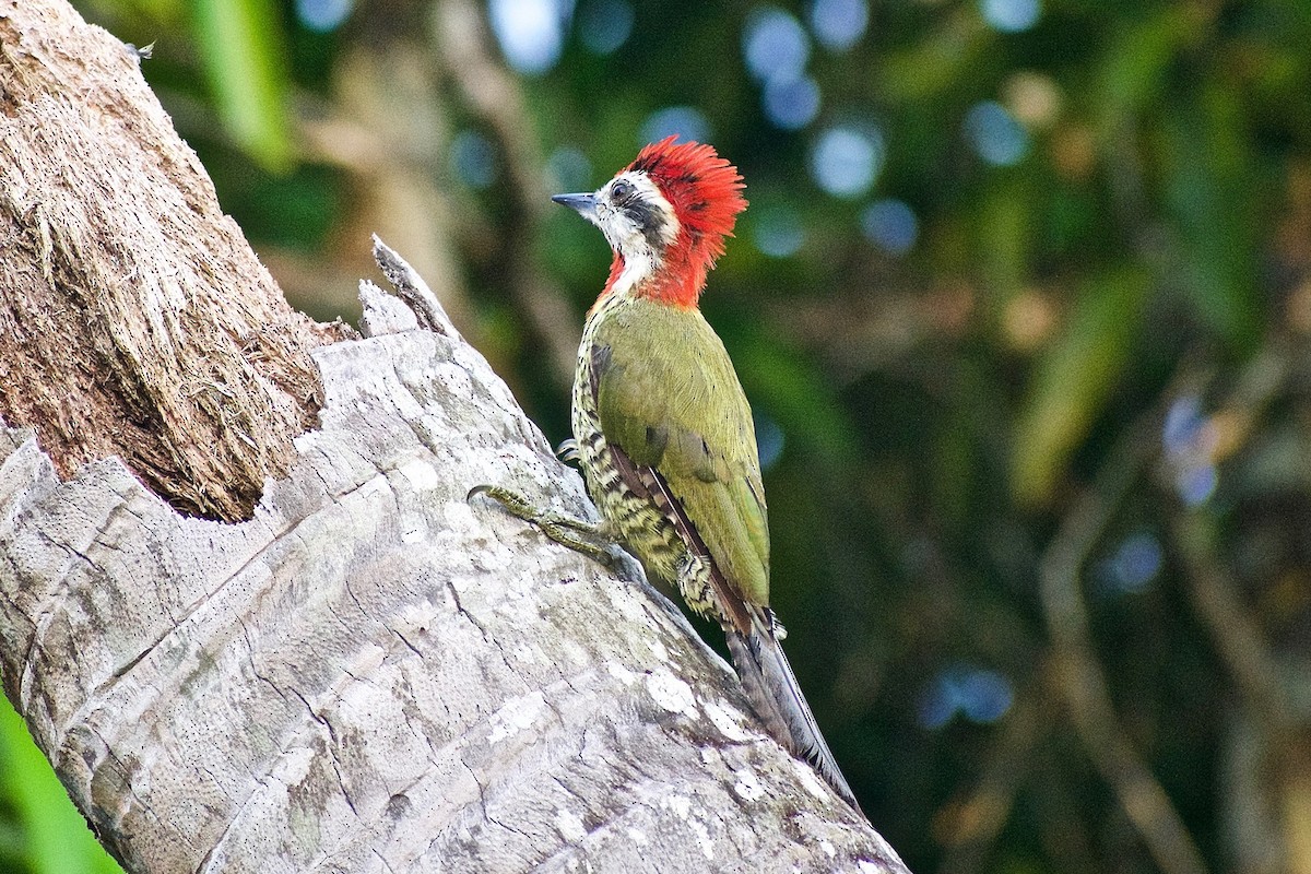 Cuban Green Woodpecker - ML254423581