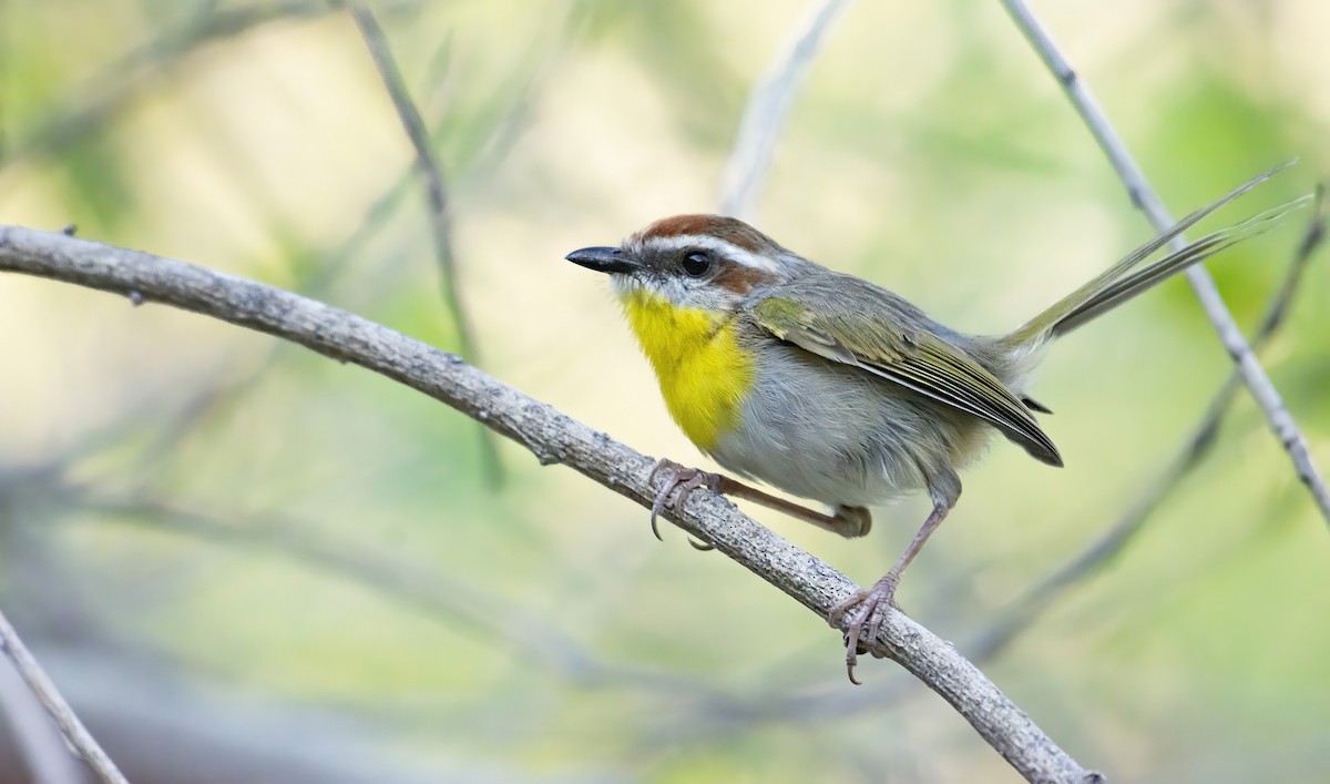 Rufous-capped Warbler - ML254425951