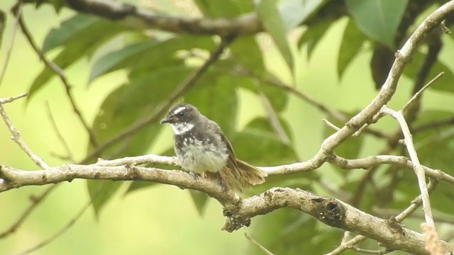 Spot-breasted Fantail - ML254426641