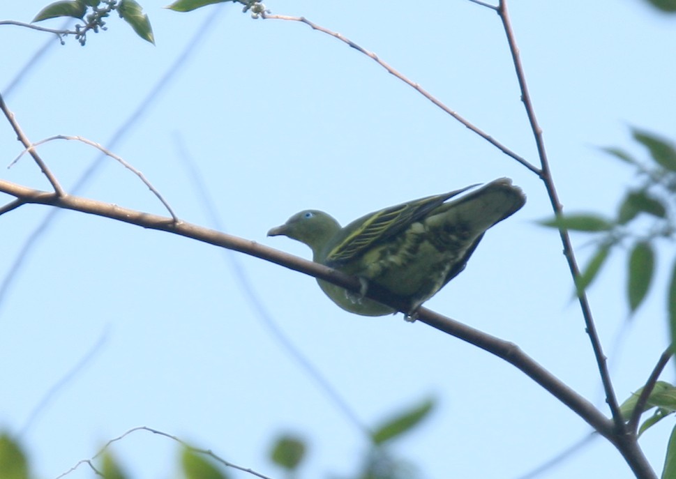 Philippine Green-Pigeon - ML254427101