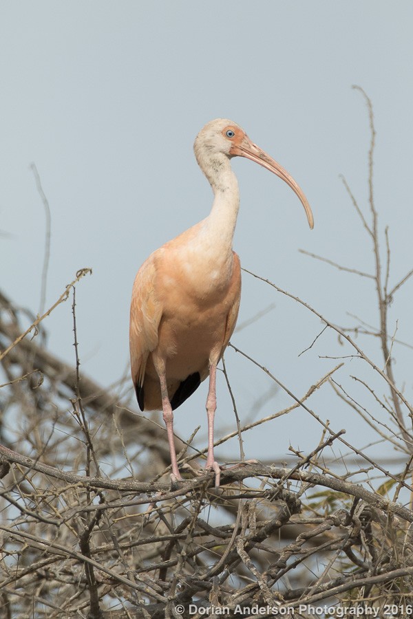 White x Scarlet Ibis (hybrid) - eBird