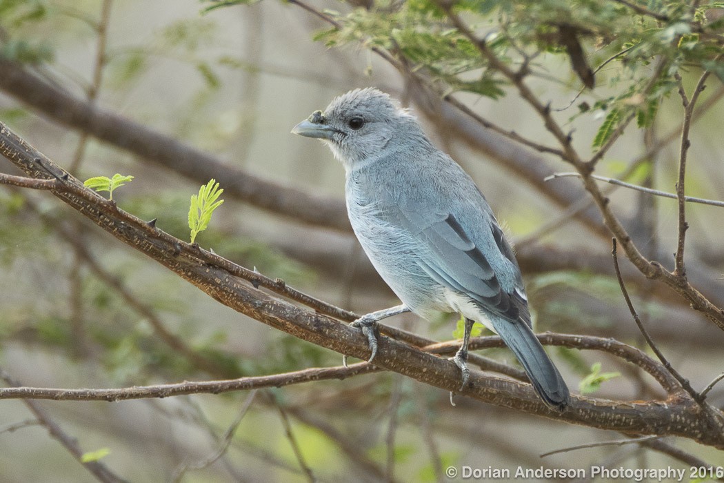 Glaucous Tanager - Dorian Anderson
