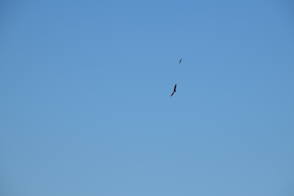 Swallow-tailed Kite - John Wightman