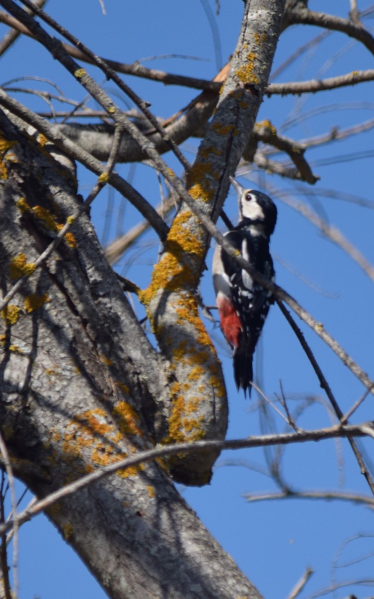 Great Spotted Woodpecker - ML254436281