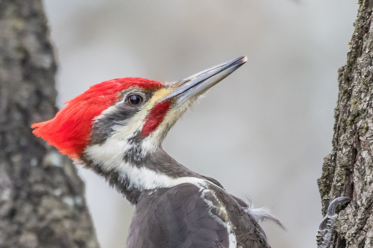 Pileated Woodpecker - Brian Reilly