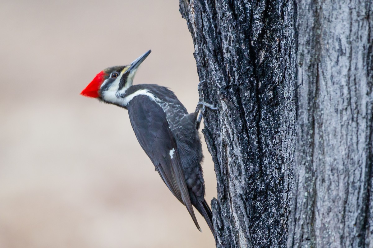 Pileated Woodpecker - ML25443911