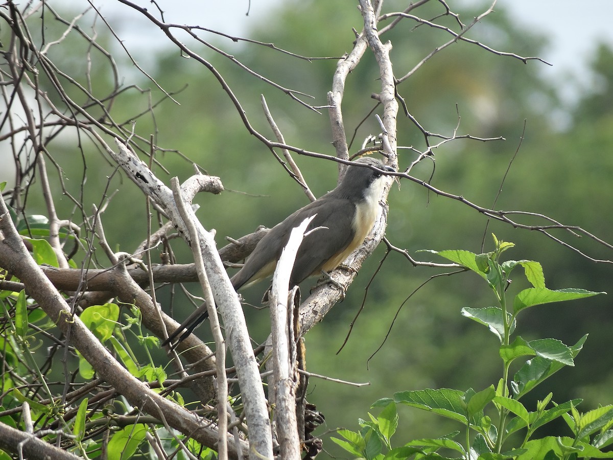 Mangrove Cuckoo - Kenrith Carter
