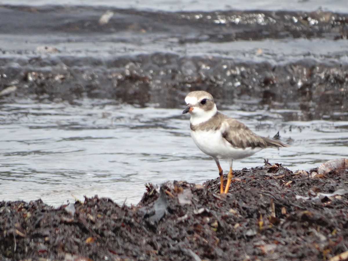 Semipalmated Plover - ML254439651
