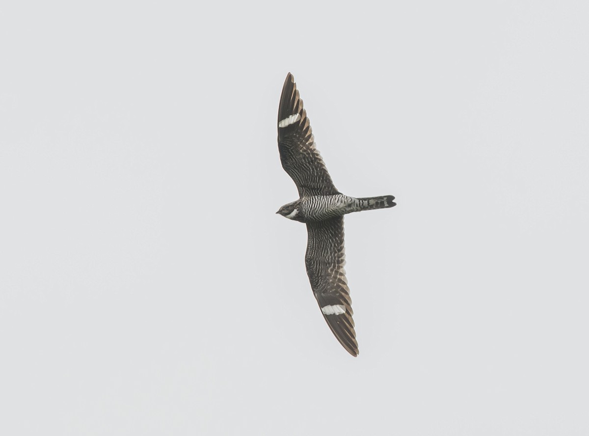 Common Nighthawk - Ronnie d'Entremont