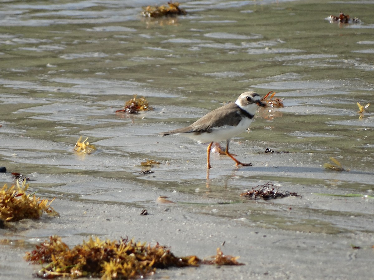 Semipalmated Plover - ML254443821