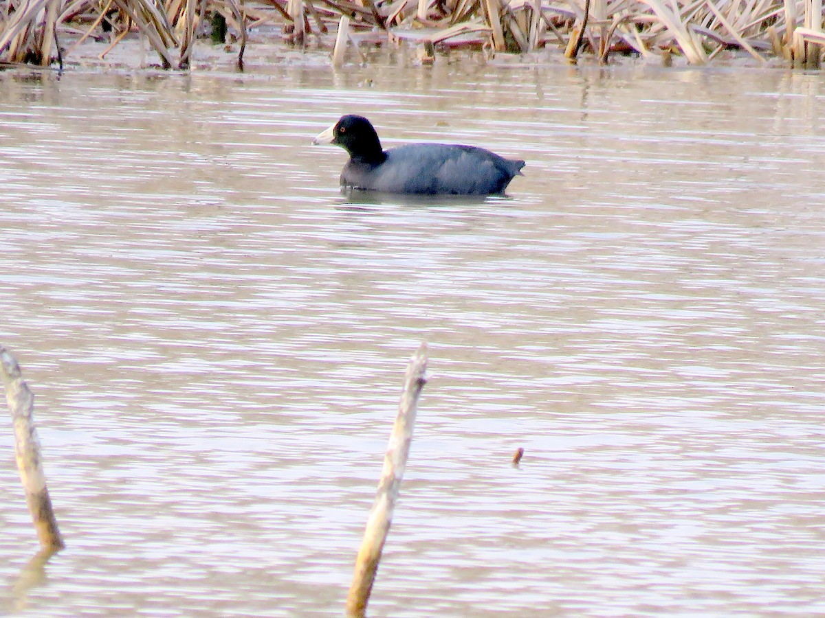 American Coot (Red-shielded) - Leslie Ferree