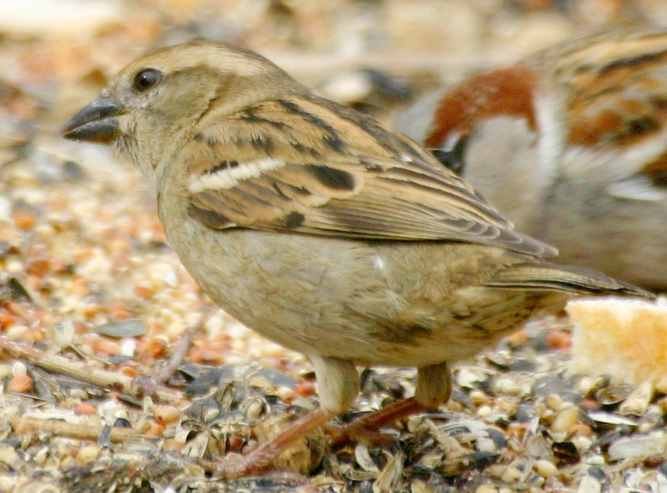 House Sparrow - ML25445561