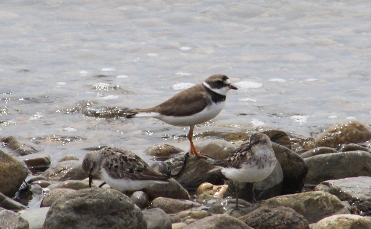 Semipalmated Plover - ML254456151