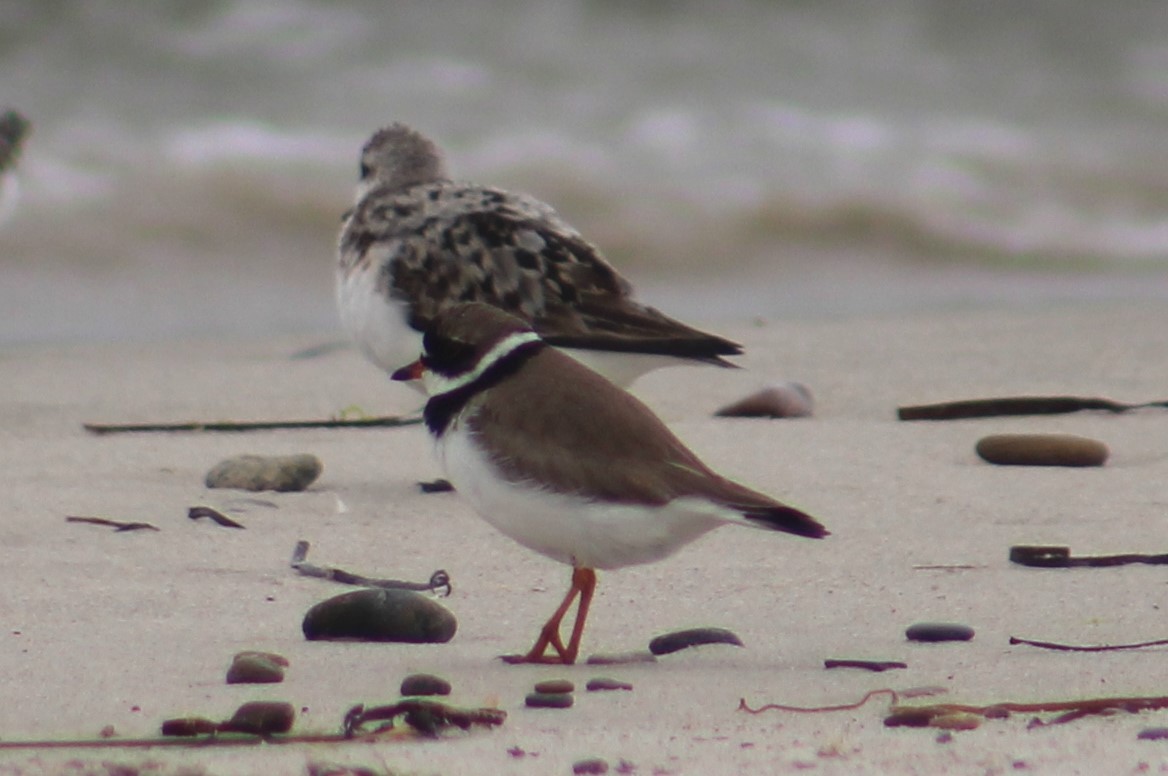 Semipalmated Plover - ML254456291