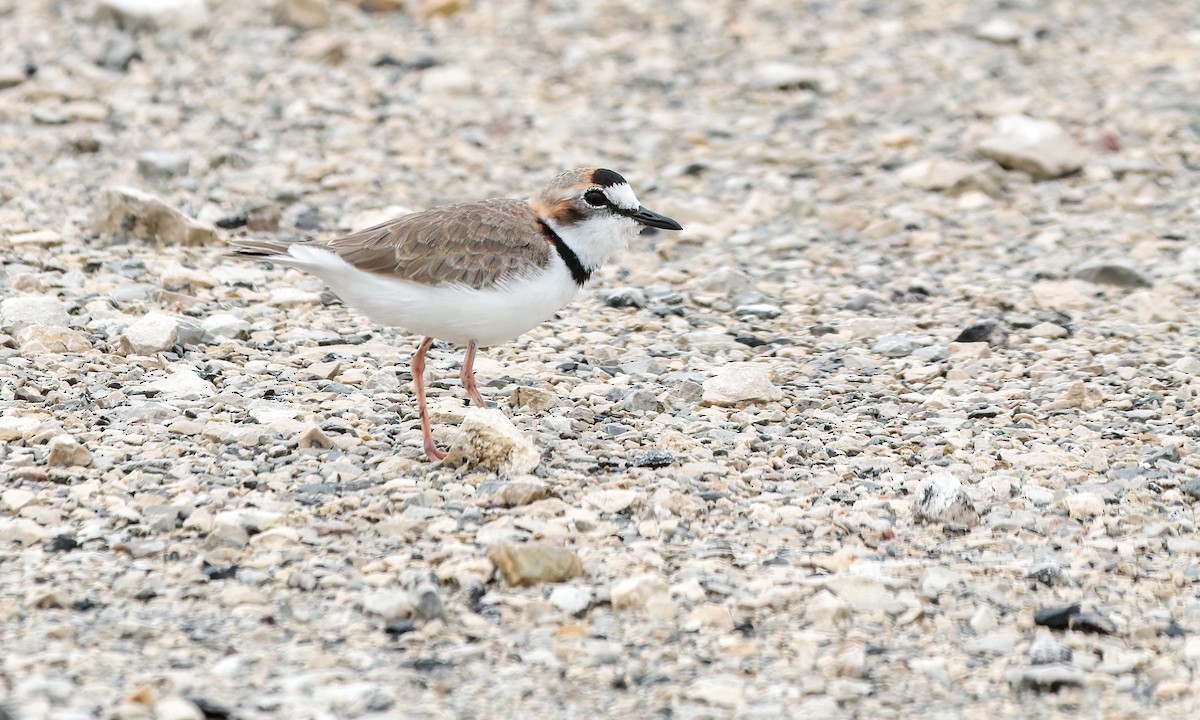 Collared Plover - Cesar Ponce