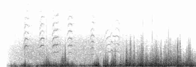White-rumped Shrike - ML254461311